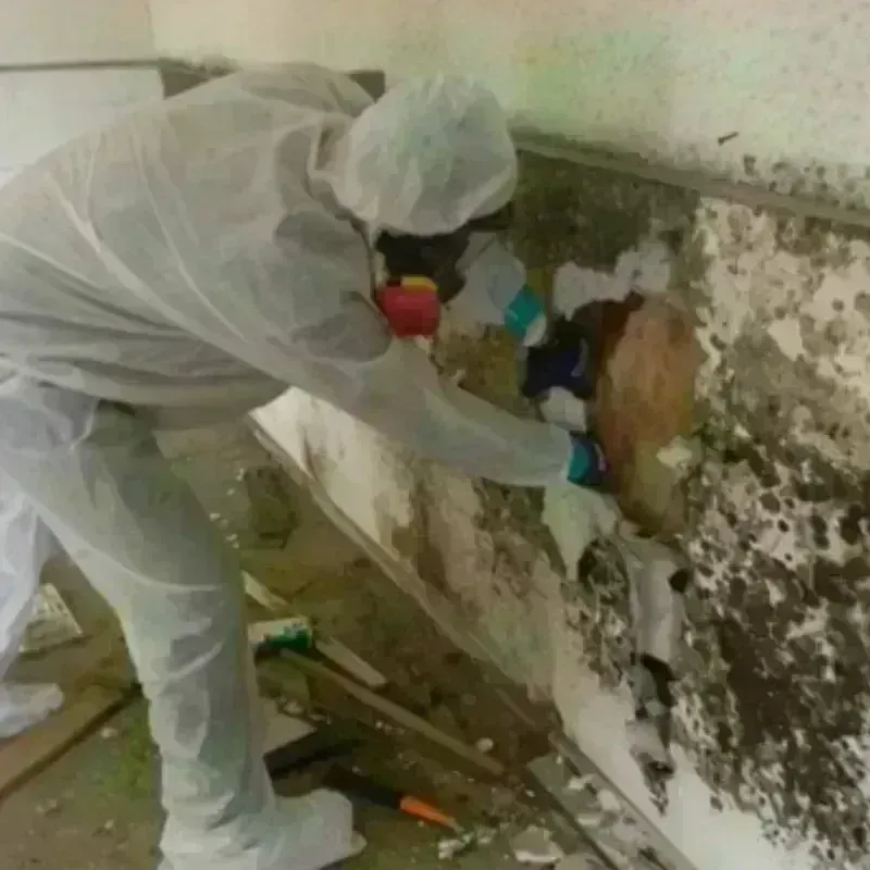 Mold Remediation and Removal in Edinboro, PA